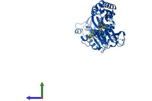 AlphaFold protein structure predicition of Mouse Recombinant Entpd2 Protein, UniprotID O55026 (ENTPD2 Protein (AA 1-495) (His tag))