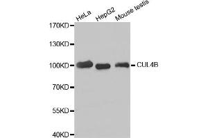 Western blot analysis of extracts of various cell lines, using CUL4B antibody (ABIN5973645). (Cullin 4B antibody)
