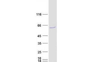 Validation with Western Blot (SKAP2 Protein (Myc-DYKDDDDK Tag))