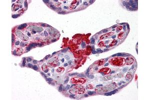 Anti-MSX2 antibody IHC of human placenta. (Msx2/Hox8 antibody  (AA 101-201))