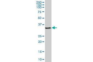 Cathepsin Z antibody  (AA 1-303)