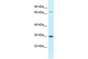 Image no. 1 for anti-Neurogenin 2 (NEUROG2) (C-Term) antibody (ABIN6747814) (Neurogenin 2 antibody  (C-Term))
