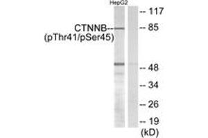 Western blot analysis of extracts from HepG2 cells, using Catenin-beta (Phospho-Thr41/Ser45) Antibody. (beta Catenin antibody  (pThr41))