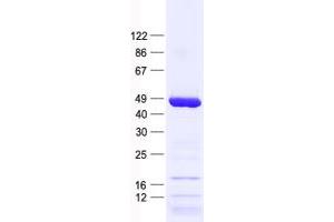 Validation with Western Blot (SPATA22 Protein (His tag))