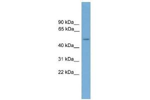 CADM3 antibody used at 0. (CADM3 antibody  (Middle Region))
