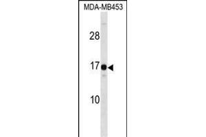 HMGN3 Antibody (N-term) (ABIN1538803 and ABIN2848496) western blot analysis in MDA-M cell line lysates (35 μg/lane).