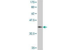 Western Blot detection against Immunogen (37 KDa) . (CRTC2 antibody  (AA 595-693))