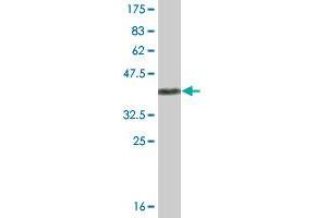Western Blot detection against Immunogen (43. (UBL4A antibody  (AA 1-157))