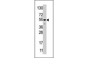 USP16 antibody  (AA 132-160)