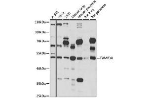 Western blot analysis of extracts of various cell lines, using FAM83A antibody (ABIN6294146) at 1:1000 dilution. (FAM83A antibody)