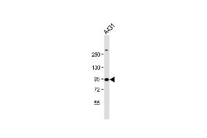 Anti-HSPCB Antibody (N-term) at 1:1000 dilution + A431 whole cell lysate Lysates/proteins at 20 μg per lane.