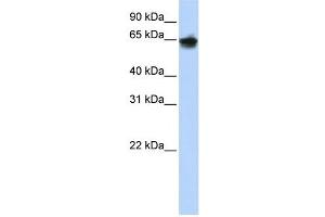 Cytokeratin 1 antibody used at 1 ug/ml to detect target protein. (Cytokeratin 1 antibody)