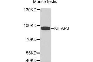 Western Blotting (WB) image for anti-Kinesin Associated Protein 3 (KIFAP3) (AA 1-200) antibody (ABIN1680591) (KIFAP3 antibody  (AA 1-200))