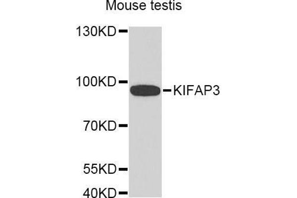 KIFAP3 anticorps  (AA 1-200)