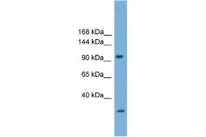 WB Suggested Anti-PCDH21 Antibody Titration:  0.