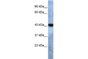 WB Suggested Anti-TMEM115 Antibody Titration:  0. (TMEM115 antibody  (N-Term))