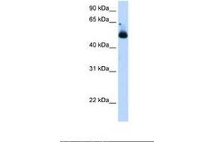 Image no. 1 for anti-Tripartite Motif Containing 21 (TRIM21) (C-Term) antibody (ABIN324456) (TRIM21 antibody  (C-Term))