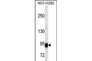 BCL6 Antibody (C-term) (ABIN1536594 and ABIN2843796) western blot analysis in NCI- cell line lysates (35 μg/lane). (BCL6 antibody  (C-Term))