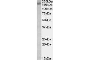 ABIN571073 (0. (STAG2 antibody  (Internal Region))