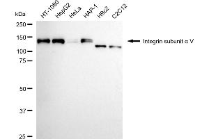 Western blotting analysis using integrin subunit alpha V antibody (ABIN7799062).
