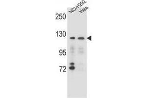 Western blot analysis in NCI-H292,Hela cell line lysates (35ug/lane) using Sorting nexin-13 (SNX13) Antibody (C-term). (SNX13 antibody  (C-Term))