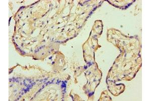 Immunohistochemistry of paraffin-embedded human placenta tissue using ABIN7144296 at dilution of 1:100 (Annexin A9 antibody  (AA 8-345))