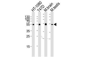 Western blot analysis of lysate from HT-1080, T47D cell line, mouse brain and testis tissue lysate using TUBA6 antibody at 1:1000. (TUBA1C antibody  (N-Term))