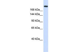 WB Suggested Anti-LAMC1 Antibody Titration: 0.
