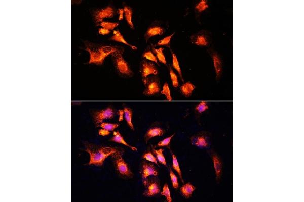LAMTOR1 antibody  (AA 1-161)