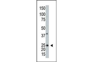 Western blot analysis of anti-hARL3 -M1 Pab (ABIN389000 and ABIN2839230) in  cell line lysate (35 μg/lane). (ARL3 antibody  (N-Term))