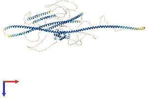 AlphaFold protein structure predicition of Human Recombinant SPECC1L Protein, UniprotID Q69YQ0 (SPECC1L Protein (AA 1-1117) (His tag))