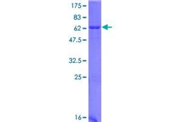 HAO1 Protein (AA 1-370) (GST tag)