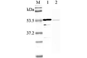 Western blot analysis using anti-Nampt (human), pAb  at 1:2'000 dilution. (NAMPT antibody  (Biotin))
