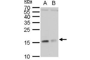 WB Image RPL37 antibody detects RPL37 protein by western blot analysis. (RPL37 antibody)