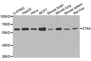 Western blot analysis of extracts of various cell lines, using STK4 antibody (ABIN5995508) at 1/1000 dilution. (STK4 antibody)