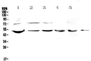 Western blot analysis of ESRRG using anti-ESRRG antibody .