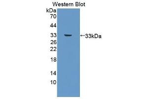 Western Blotting (WB) image for anti-Platelet Derived Growth Factor Subunit B (PDGFB) antibody (Biotin) (ABIN1175867) (PDGFB antibody  (Biotin))