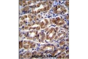 FABP2 Antibody (N-term) (ABIN656830 and ABIN2846039) immunohistochemistry analysis in formalin fixed and paraffin embedded human stomach tissue followed by peroxidase conjugation of the secondary antibody and DAB staining. (FABP2 antibody  (N-Term))