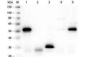 Western Blot of Unconjugated Anti-Rabbit IgG (H&L) (SHEEP) Antibody (Min X Hu, Gt, Ms Serum Proteins). (Sheep anti-Rabbit IgG Antibody (DyLight 800) - Preadsorbed)