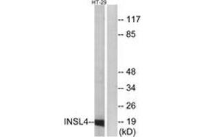 Western blot analysis of extracts from HT-29 cells, using INSL4 Antibody. (INSL4 antibody  (AA 41-90))