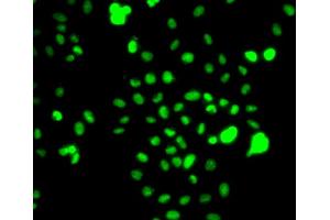 Immunofluorescence analysis of MCF-7 cells using CEBPG antibody (ABIN5974381). (CEBPG antibody)