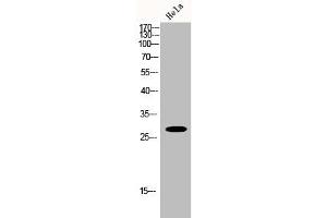 Western Blot analysis of Hela cells using Hox-B9 Polyclonal Antibody (HOXB9 antibody  (C-Term))