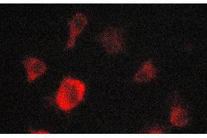 ABIN6269182 staining A549 cells by ICC/IF.