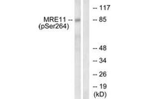 Western blot analysis of extracts from NIH-3T3 cells treated with forskolin 40nM 30', using MRE11 (Phospho-Ser264) Antibody. (Mre11 antibody  (pSer264))