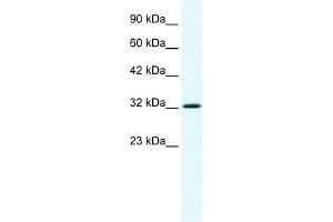 WB Suggested Anti-ANXA1 Antibody Titration:  1.