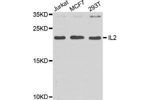 Western blot analysis of extracts of various cell lines, using IL2 antibody (ABIN5970126) at 1/1000 dilution. (IL-2 antibody)