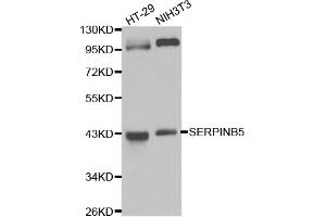Western blot analysis of extracts of various cell lines, using SERPINB5 antibody.