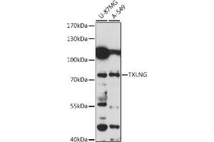 Western blot analysis of extracts of various cell lines, using TXLNG antibody (ABIN7270745) at 1:1000 dilution. (Taxilin gamma (TXLNG) (AA 1-140) antibody)