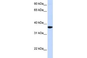 WB Suggested Anti-SCGN Antibody Titration:  0. (SCGN antibody  (Middle Region))