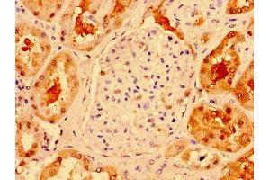IHC image of ABIN7172014 diluted at 1:300 and staining in paraffin-embedded human kidney tissue performed on a Leica BondTM system. (TXN antibody  (AA 2-105))